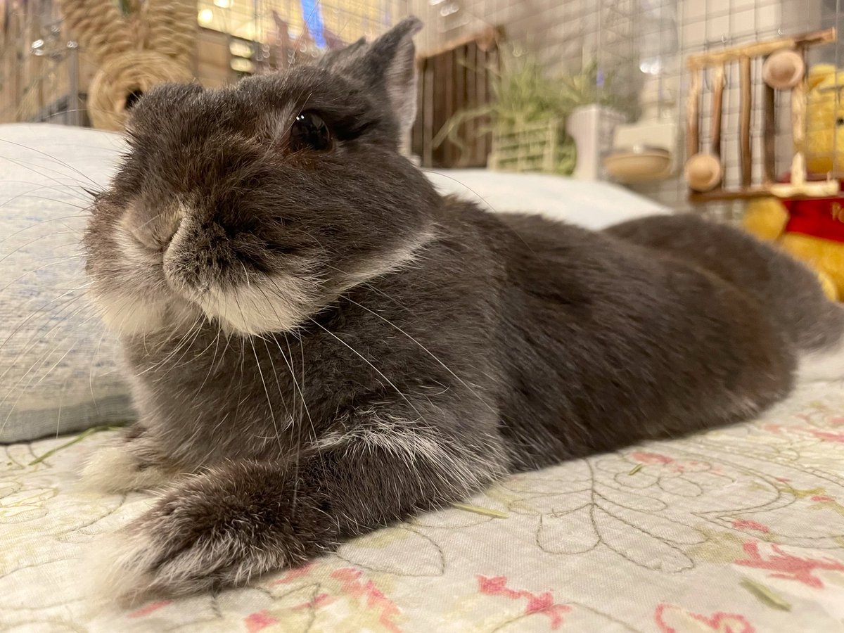 Post by うさぎのすず on X: おつかれさま〜！