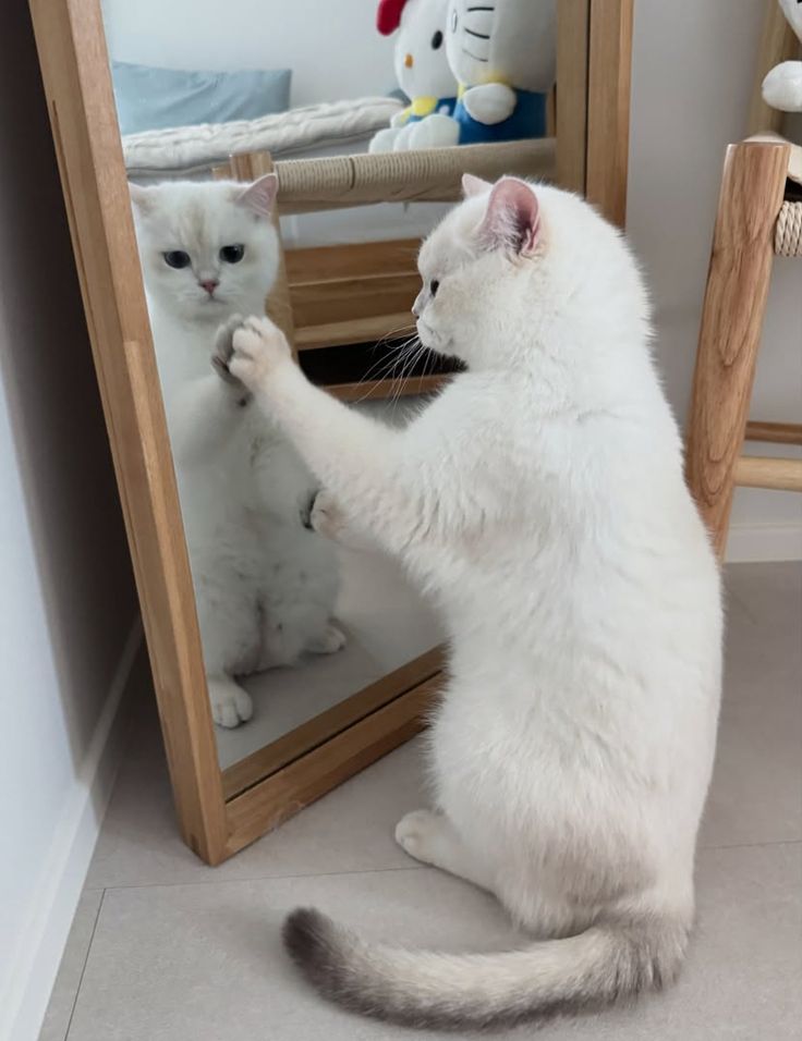 nekocatts's tweet photo. You are just like me https://t.co/wBBVKonEgJ