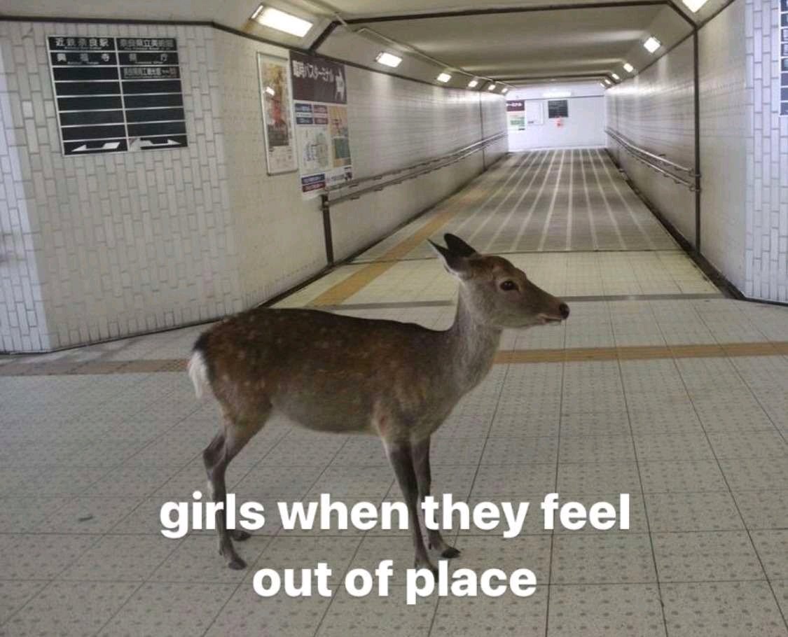 (CHECK PINNED) Deer in Places they Shouldn't Be tweet media