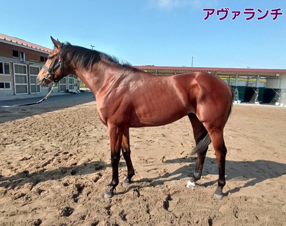 SHIZUYA_STABLE's tweet photo. 今週の出走予定馬

●5/16(土)●
新潟1R クリムゾンリーフ Ｆ．ゴンサルベスJ

新潟3R ショウナンバーボン Ｆ．ゴンサルベスJ

東京3R #アヴァランチ 三浦皇成J

●5/17(日)●
新潟5R コスモアミュレット 上里直汰J

新潟7R アンドローゼス 丸山元気J

よろしくお願いいたします！ https://t.co/wAYKTkvVXU