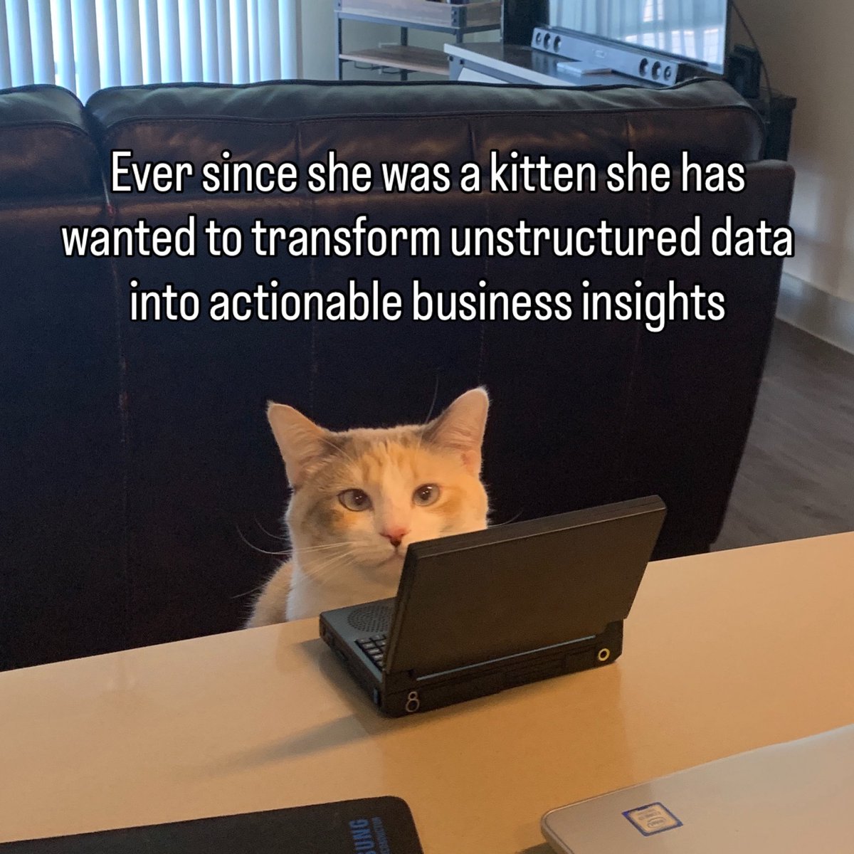 Panko A. Cat’s Mom tweet media