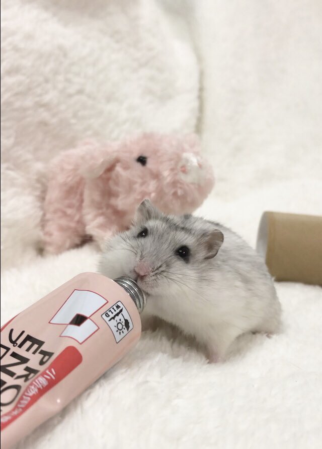けぇこ🍆 tweet media