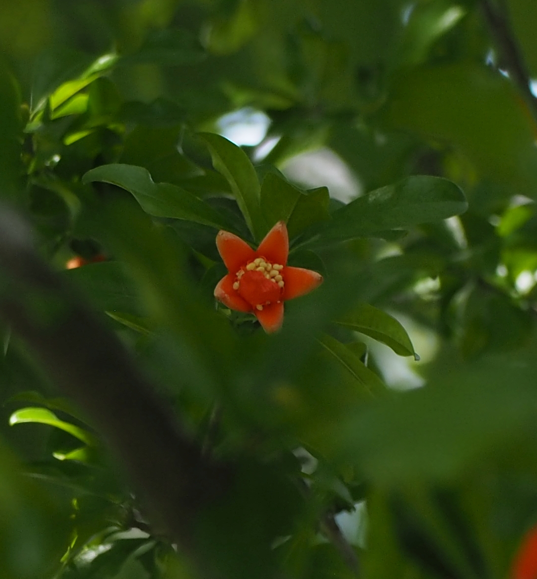 Post by YUKA IJICHI on X: 柘榴の花。