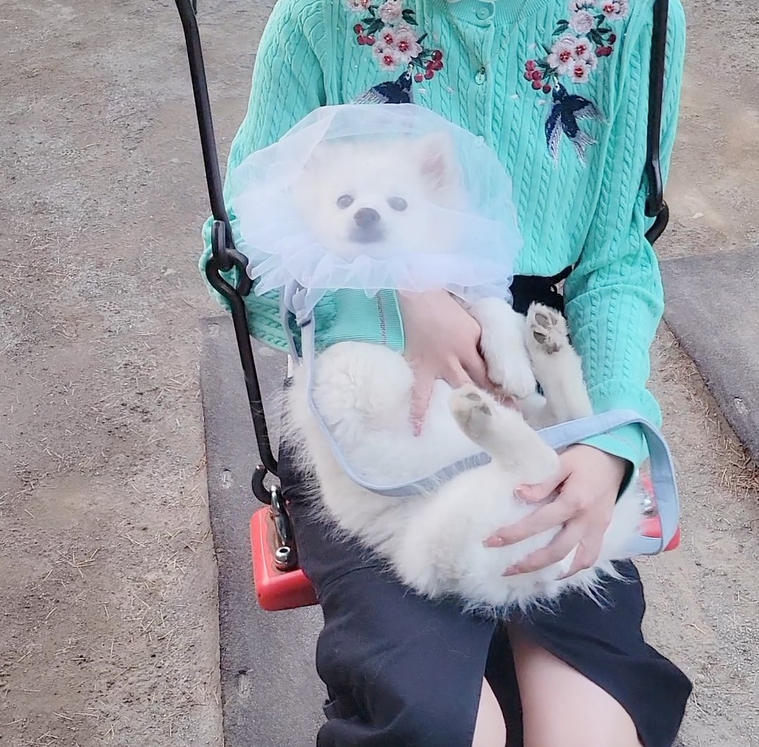 なめこページ②❣️オーダー犬全身像 なめ子 (@matsumurako) / Posts / X