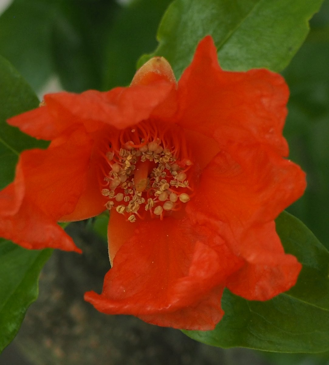 Post by YUKA IJICHI on X: 柘榴の花。