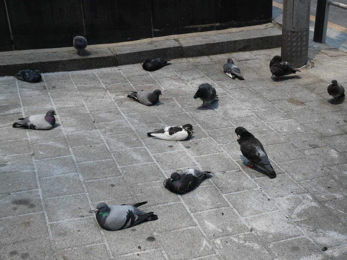 io tweet media