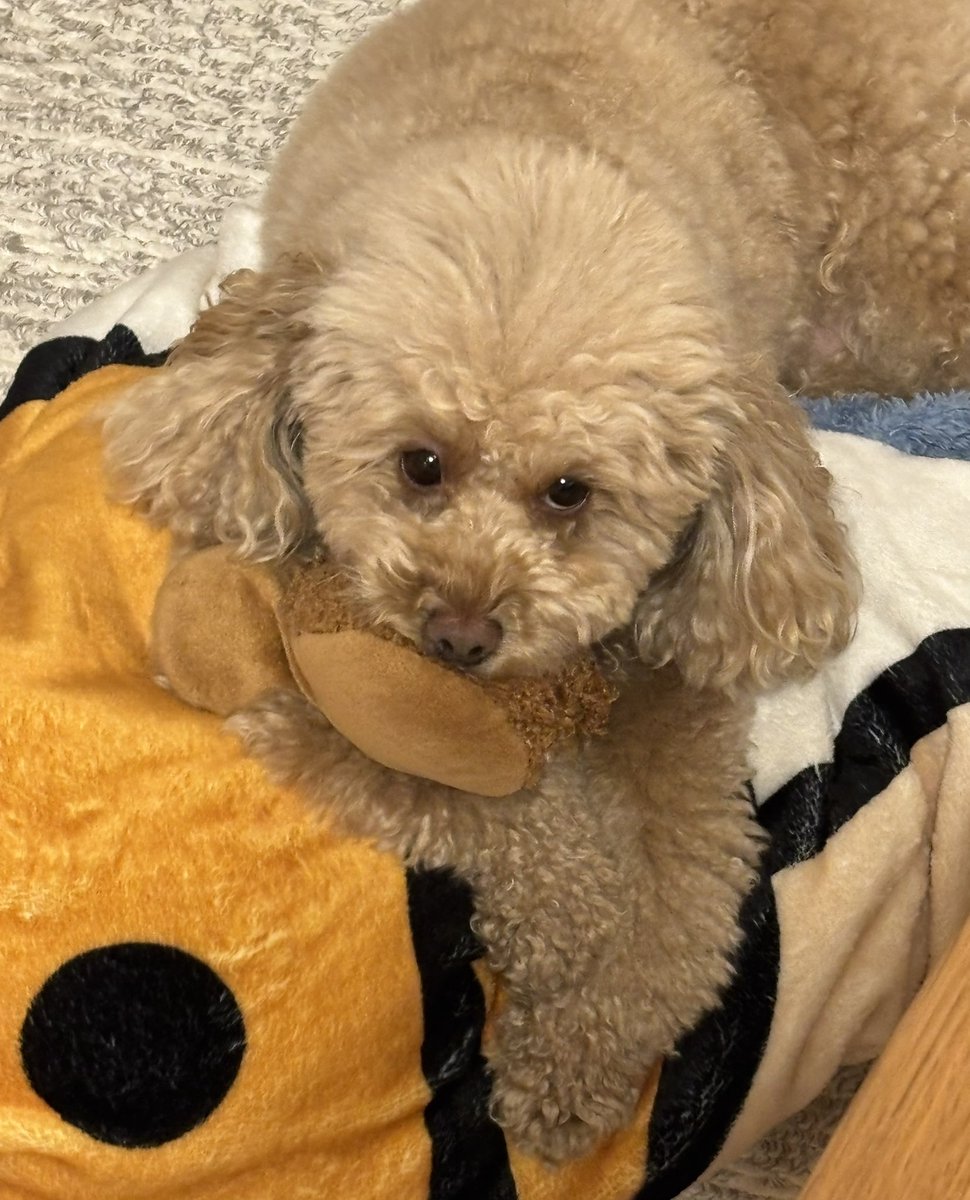po2_1007's tweet photo. ちょっと見える白目が好き🐶 https://t.co/xY2HfabrWY