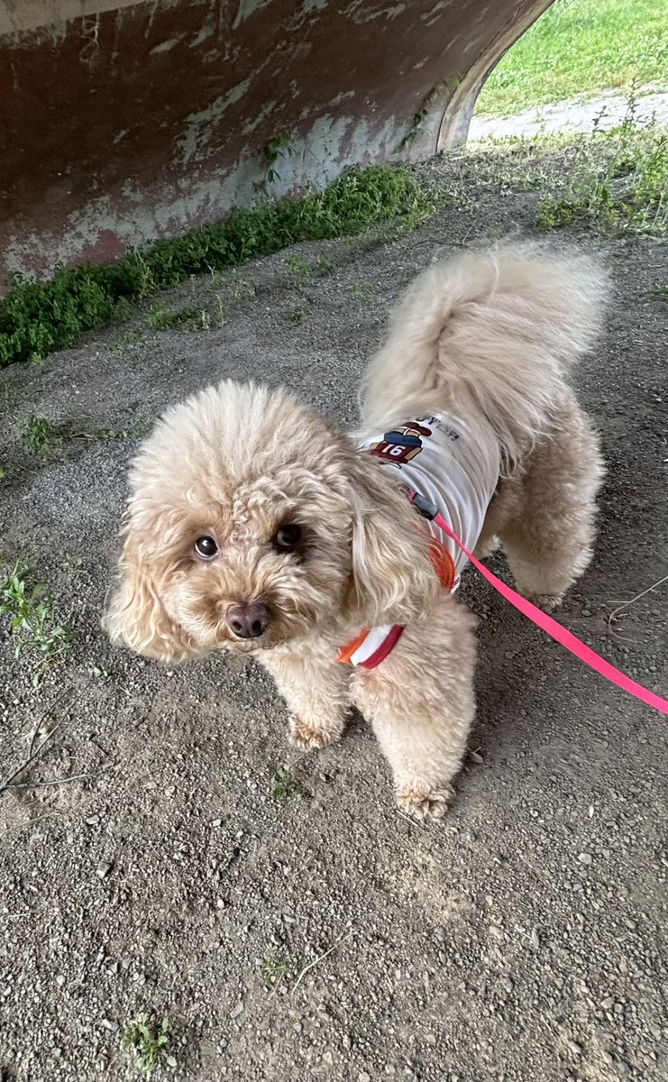 po2_1007's tweet photo. ちょっと見える白目が好き🐶 https://t.co/xY2HfabrWY