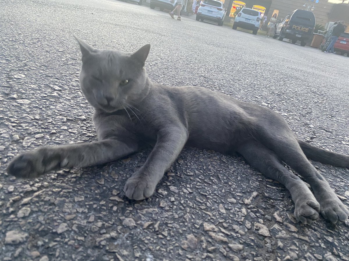mithrandirahb's tweet photo. Çeşitli pozlar verdi. Sonrada şu taraftan gidebilirsin diye yolu gösterdi. Hakiki Mısır kedisi. Ataları zamanında firavunlarla gezmiş bu da dinlenme tesisinde salam kovalıyor. https://t.co/azYZalxvIt