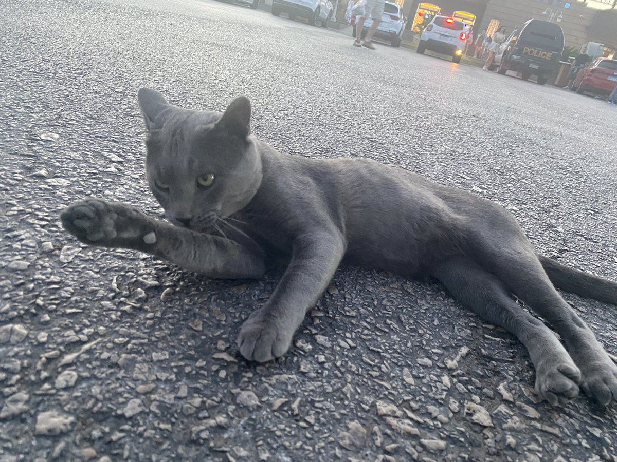 mithrandirahb's tweet photo. Çeşitli pozlar verdi. Sonrada şu taraftan gidebilirsin diye yolu gösterdi. Hakiki Mısır kedisi. Ataları zamanında firavunlarla gezmiş bu da dinlenme tesisinde salam kovalıyor. https://t.co/azYZalxvIt
