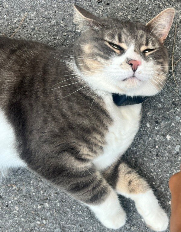 🇨🇦 Nico Carney, Purr Minister of Canada tweet media