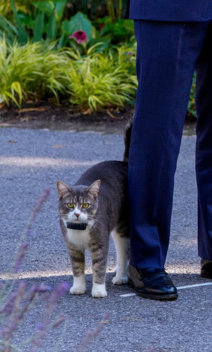 🇨🇦 Nico Carney, Purr Minister of Canada tweet media