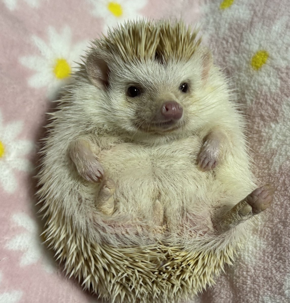 no.0030 黄蓮行とハリネズミ 今夜のめれんげ。 ハリネズミのこの開いていくのがたまらんよね。
