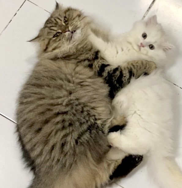 นีนี่ฮุนฮุนเป็นน้องพี่หมี🐻🐱 tweet media