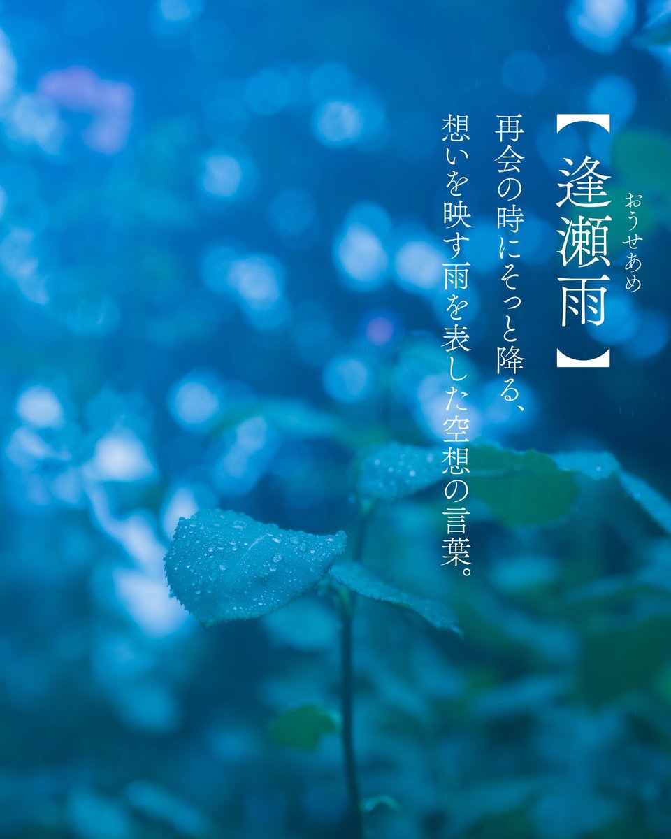 浅夏レイ -言の葉収集家- tweet media