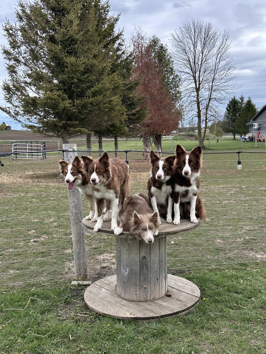 RhapsodyBarks tweet media