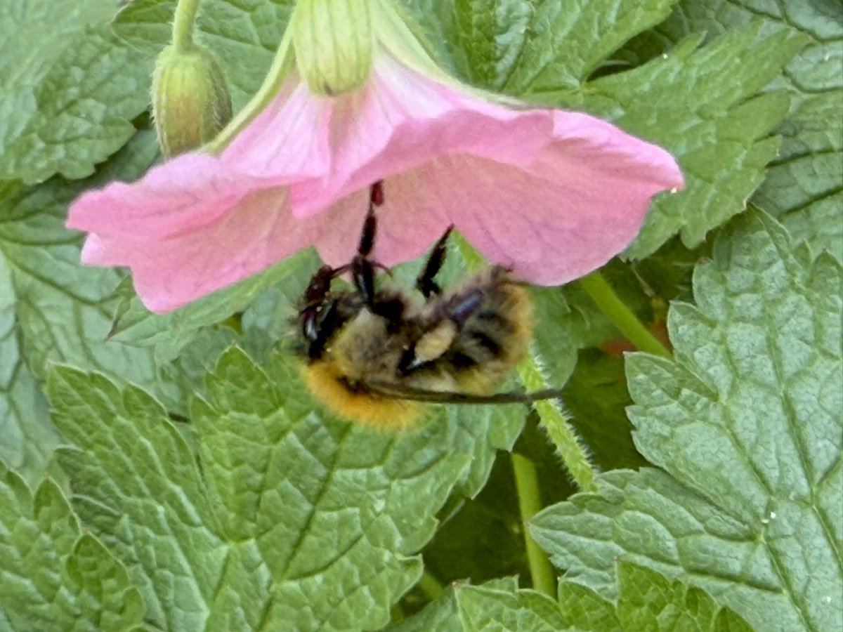smilingassasin's tweet photo. The #sun has got his hat on hip hip hip hooray. well maybe not for long but enough to capture this moment #bee #bees #nature #conservation #pollenation https://t.co/6mGKPdG1L3