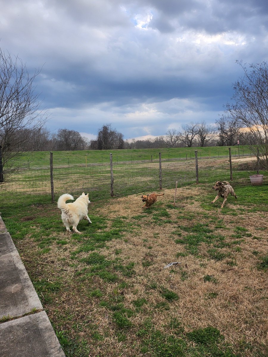 Fort Bend Animal Services tweet media
