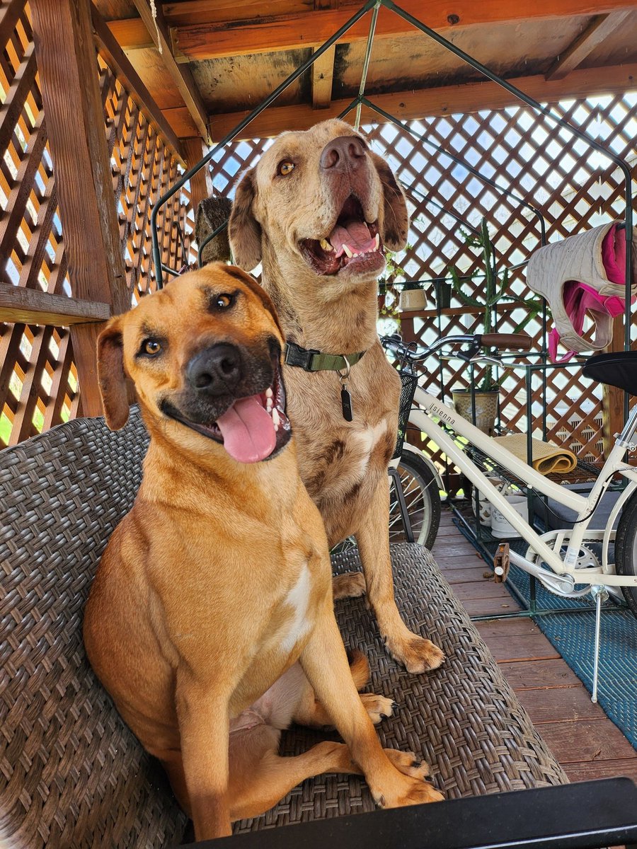 Fort Bend Animal Services tweet media