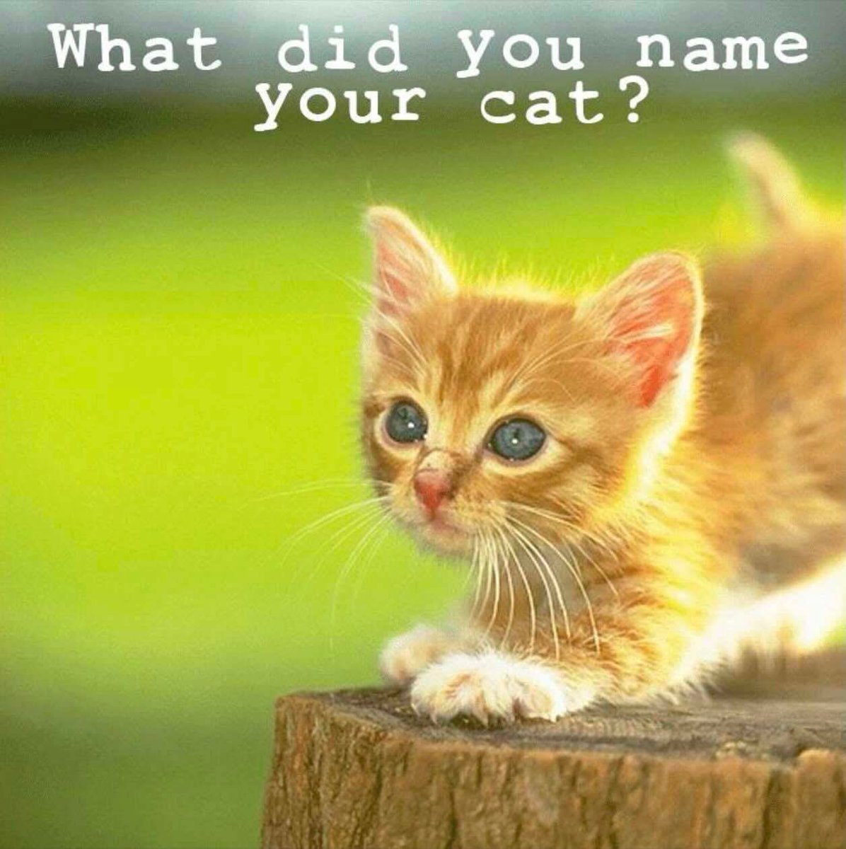 Cats and Kittens tweet media