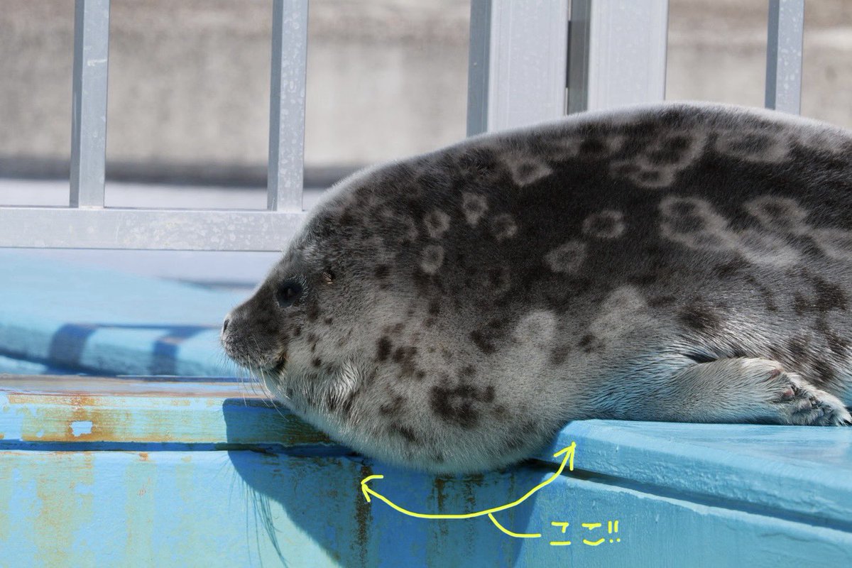 かお🦭 tweet media