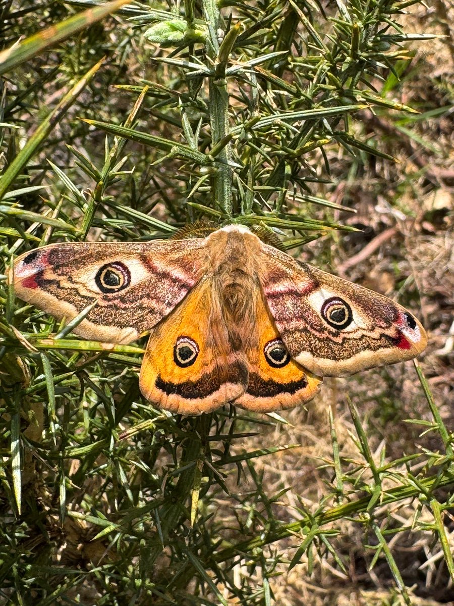 LDV_NNR's tweet photo. The first Emperor Moth of the year was recorded last week on the lowland heath of #SkipwithCommon NNR. It's always nice to record them each spring, such attractive moths β largely confined to the heathland in the Vale of York. Thanks to @DarrenStarkey for the record and image πΈ https://t.co/EkX47DYKUY