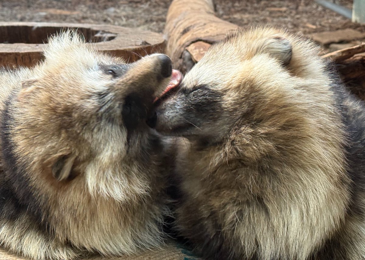 タヌ金曜日 で盛り上がってタヌ🐾 協会として便乗するわけにいかない