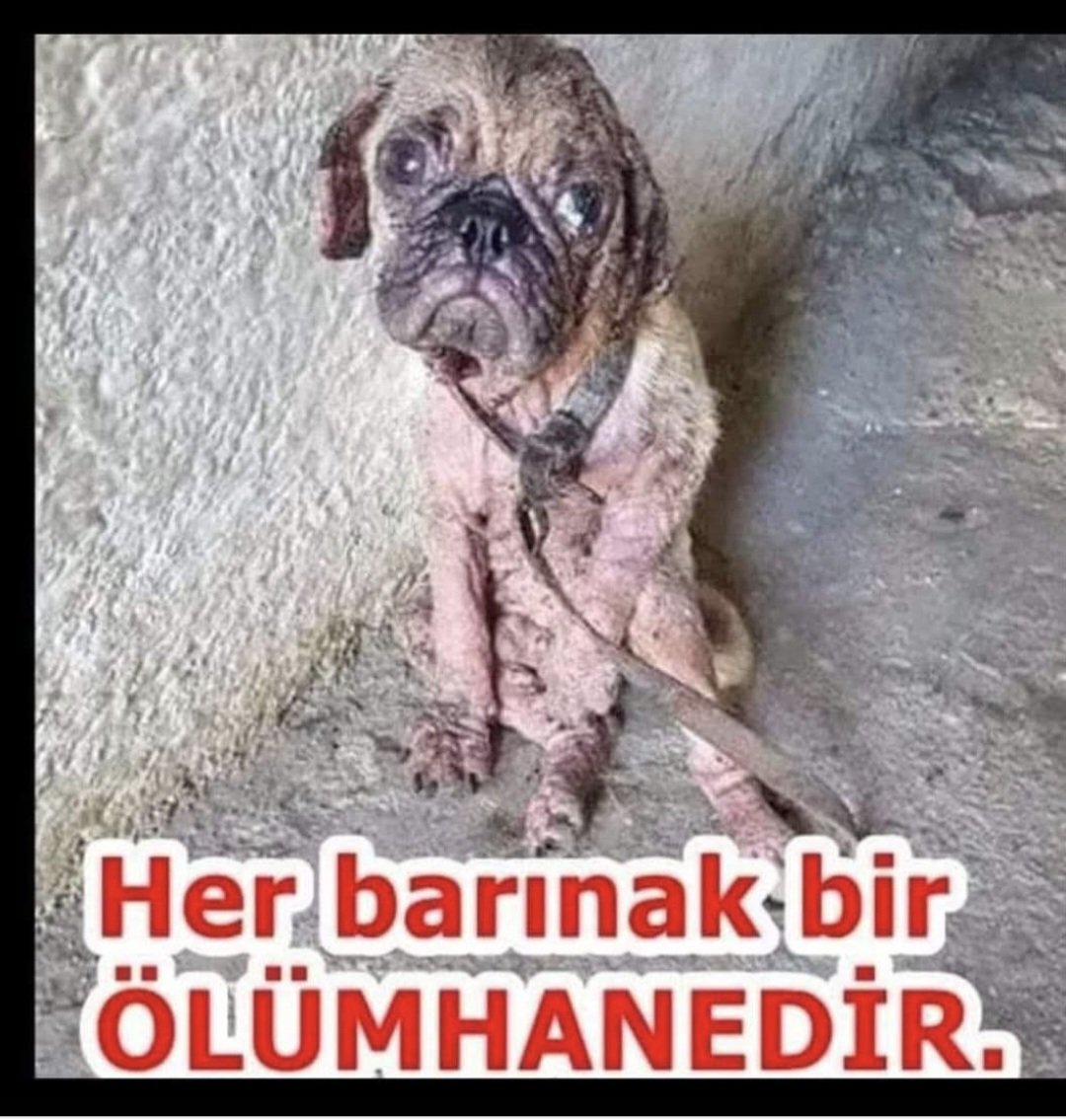 Candan tweet media