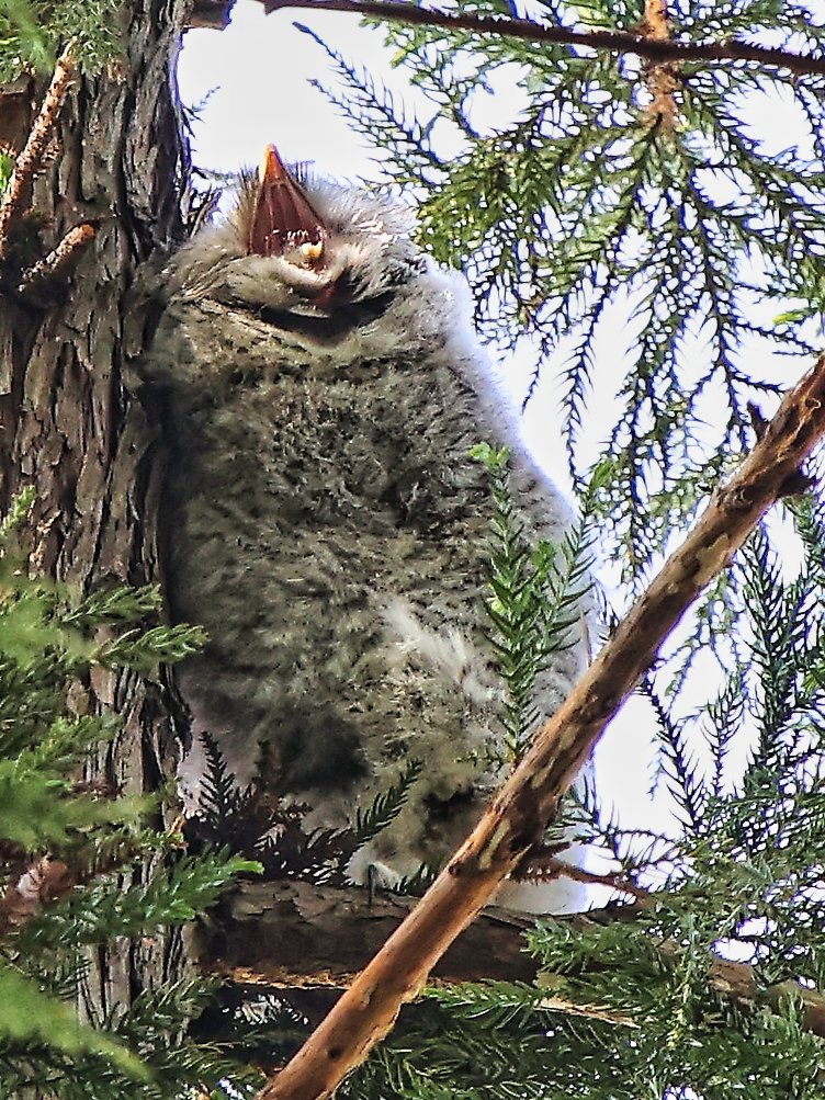 tomitamy's tweet photo. ＜フクロウ赤ちゃんの百面相＞
再び梁川町八幡神社の赤ちゃんフクロウに会ってきました。
笑ったり？、おすまししたり、あくびをしたり表情が豊かでなんともかわいい！
（5月15日撮影）

#梁川町八幡神社
#フクロウ https://t.co/iFeRIETpWw