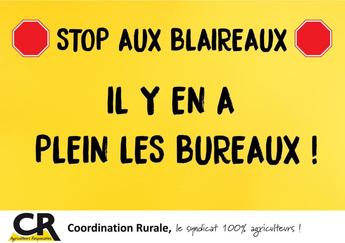 coordinationrur's tweet photo. 🟡 Journée mondiale du blaireau. 🦡
Un événement manifestement mieux célébré que la journée de l’éleveur français.

Pendant que des troupeaux entiers de bovins partent à l’abattage à cause de la tuberculose bovine dont le blaireau est reconnu comme un vecteur, certains animaux continuent de bénéficier d’une tranquillité administrative assez remarquable.

Le blaireau, lui, va bien.
Très bien même.

Et sur le terrain, les éleveurs le constatent : à force de décisions éloignées du réel, certains “blaireaux des bureaux” semblent parfois préférer l’extermination de troupeaux bovins plutôt que de s’attaquer efficacement à la source du problème sanitaire.

La #CR demande :
➡️ une régulation réelle des populations de blaireaux
➡️ la protection des élevages face à la tuberculose bovine
➡️ l’arrêt des abattages absurdes de troupeaux sains
➡️ la prise en compte du terrain et du sanitaire réel
➡️ des tests fiables et systématiques pour objectiver les décisions
➡️ un soutien concret aux éleveurs touchés

On nous explique qu’il faut “vivre avec”, les agriculteurs aimeraient déjà réussir à vivre de leur métier.

🗣️ La Coordination Rurale rappelle une évidence : réguler une population animale vectrice de maladie, ce n’est pas un débat philosophique. C’est du bon sens sanitaire.

🟡⚫️ Et à force de sanctuariser les blaireaux et d’abattre les bovins, on va finir par devoir traire les terriers.

#CoordinationRurale #Elevage #TuberculoseBovine #AgriculteursEnColere #Blaireaux