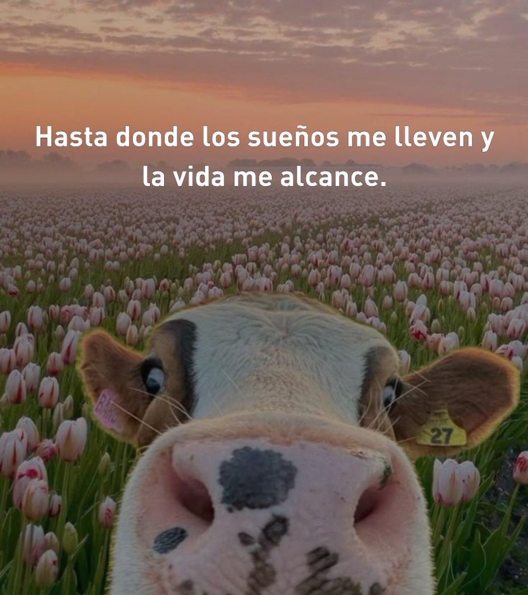 JeNy Calva tweet media
