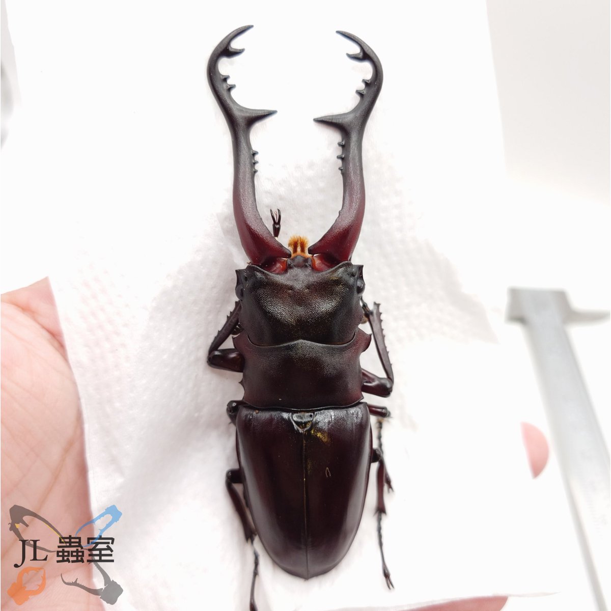 jlbeetle's tweet photo. Prosopocoilus giraffa giraffa

CBF1 (WF1*WF1)/ 97*45
Peak 40.4g
Last 38.1g
Pre-pupa 26.7g
Pupa 25.5g
Estimated 102mm

#ギラファ #原名亜種 https://t.co/RhTnmqPJwc