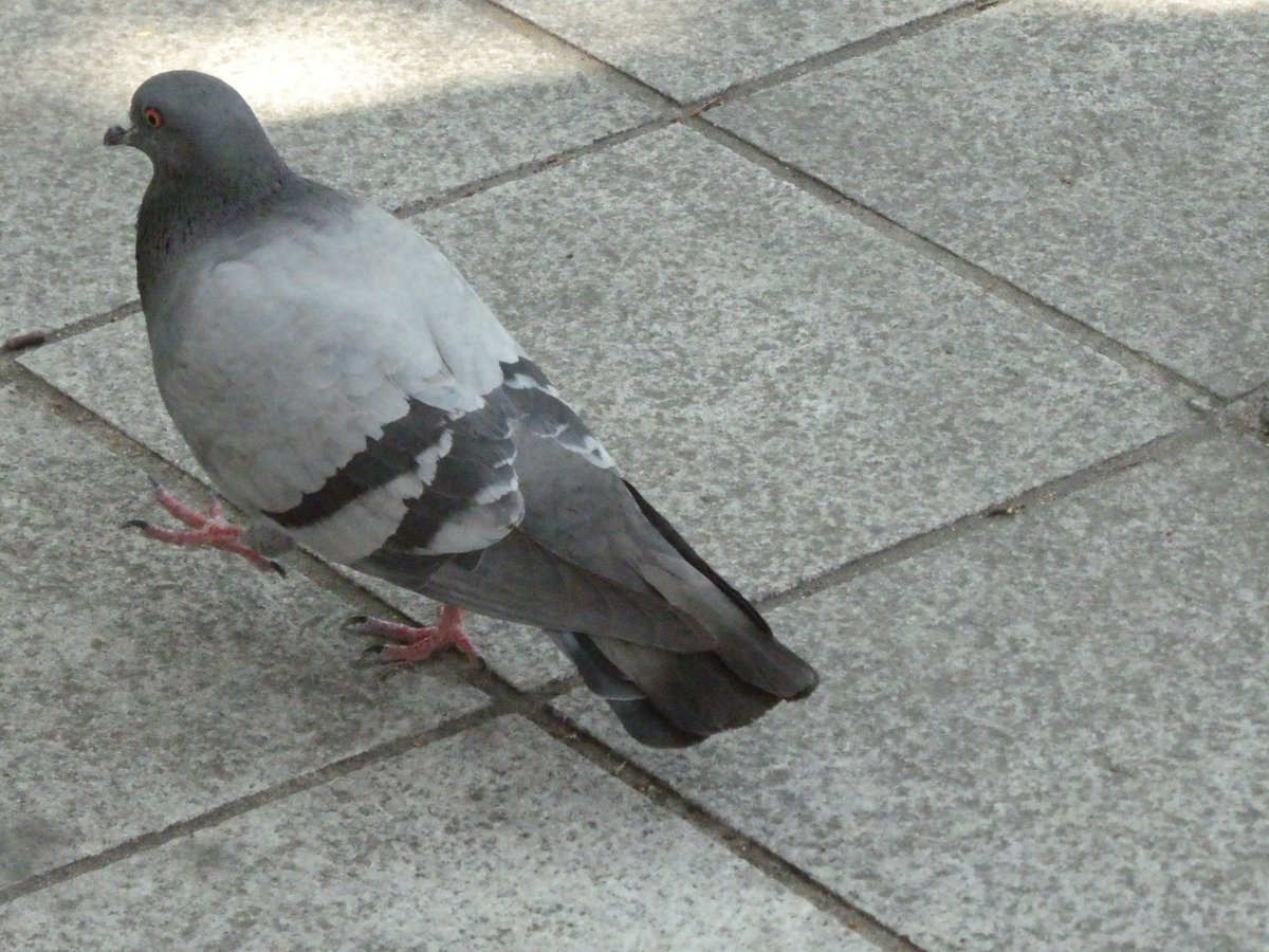 io tweet media