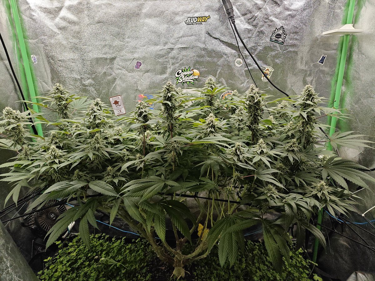 bb_cultivation's tweet photo. BT 39 
Strain : UNCLEZ 24K von 187Sweedz
107l Livingsoil 
5x getoppt https://t.co/EXx5wkaFuc