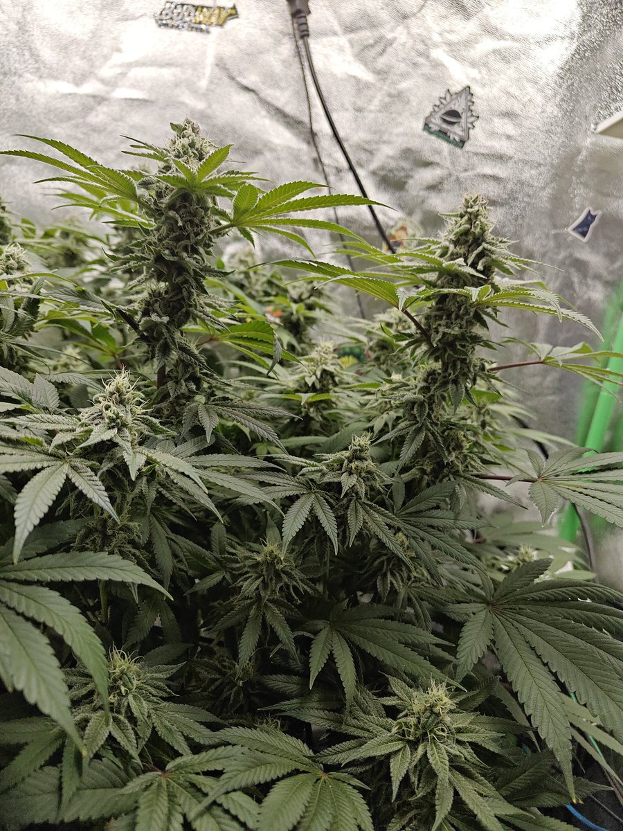 bb_cultivation's tweet photo. BT 39 
Strain : UNCLEZ 24K von 187Sweedz
107l Livingsoil 
5x getoppt https://t.co/EXx5wkaFuc