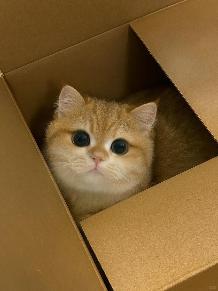 Cat 🐈 tweet media