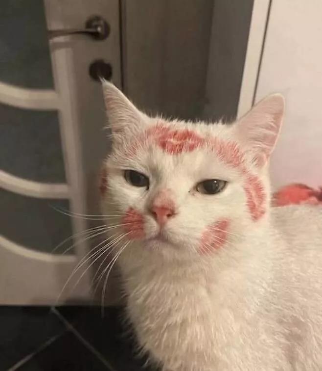 Cat 🐈 tweet media