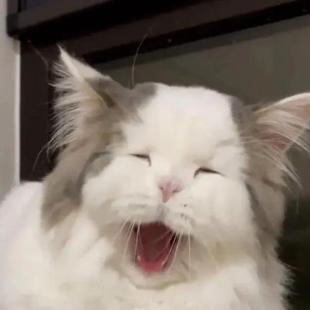 Cat 🐈 tweet media