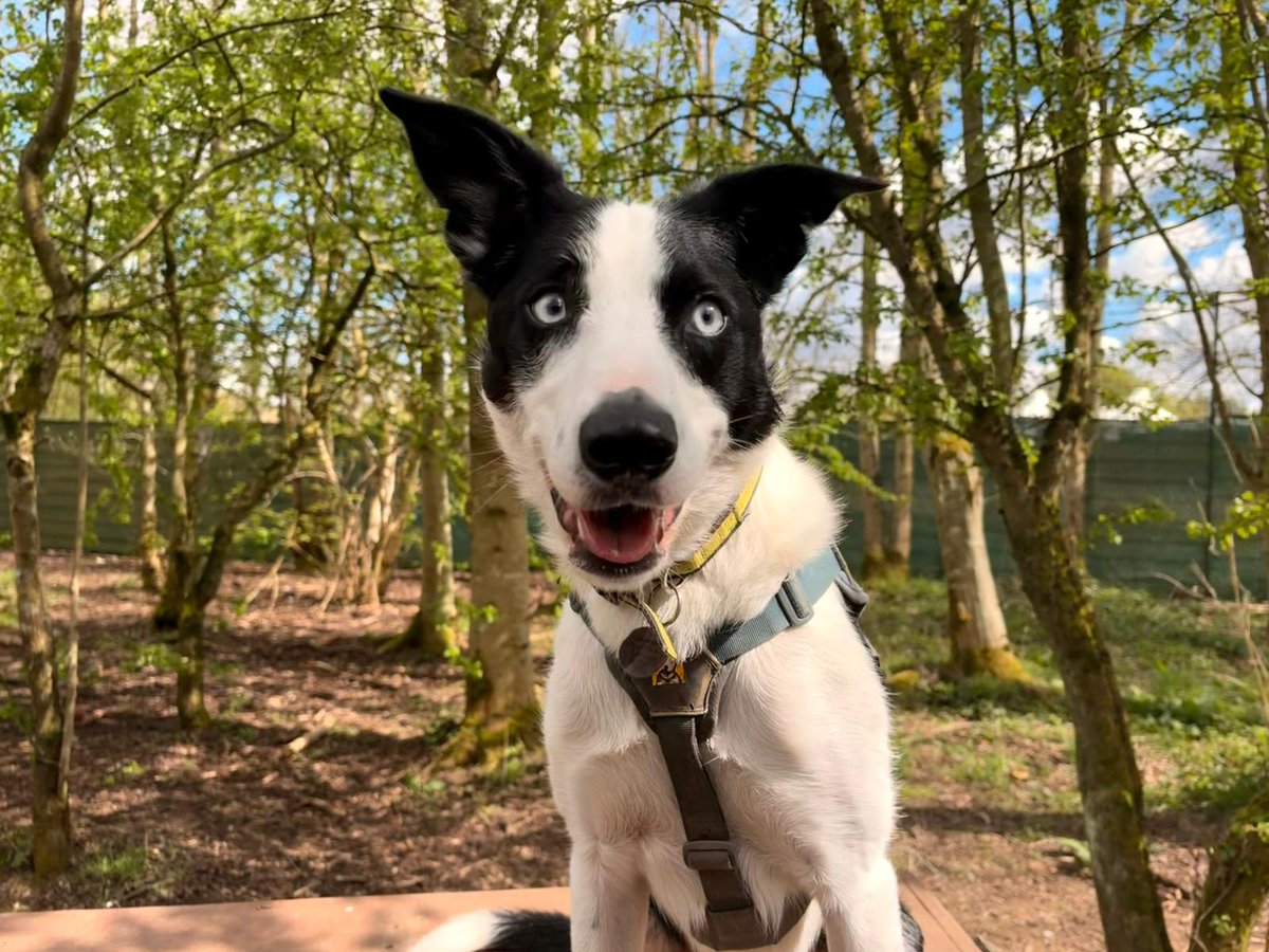 DogsTrust West Calder (Edinburgh) and Dundee tweet media
