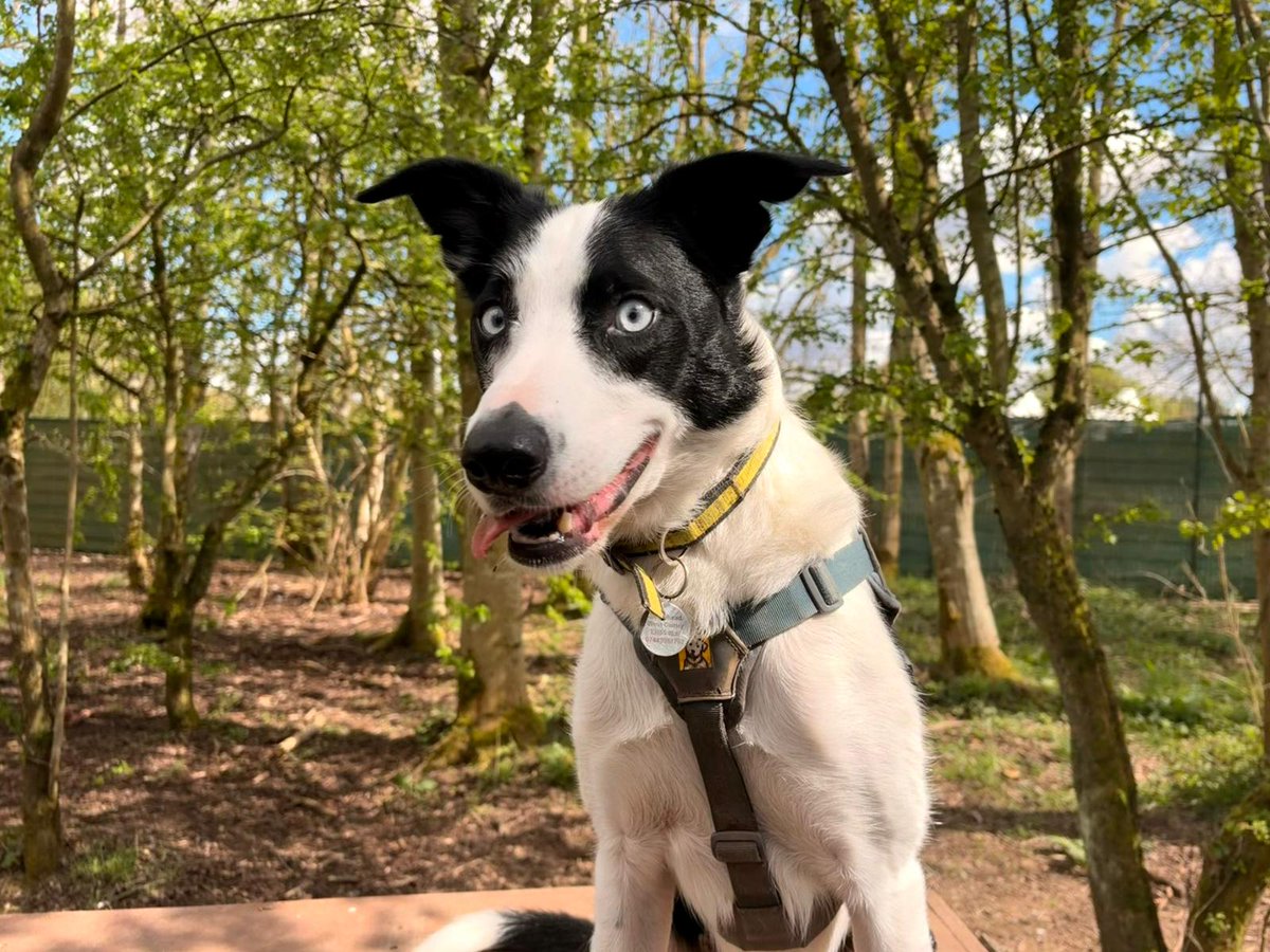 DogsTrust West Calder (Edinburgh) and Dundee tweet media