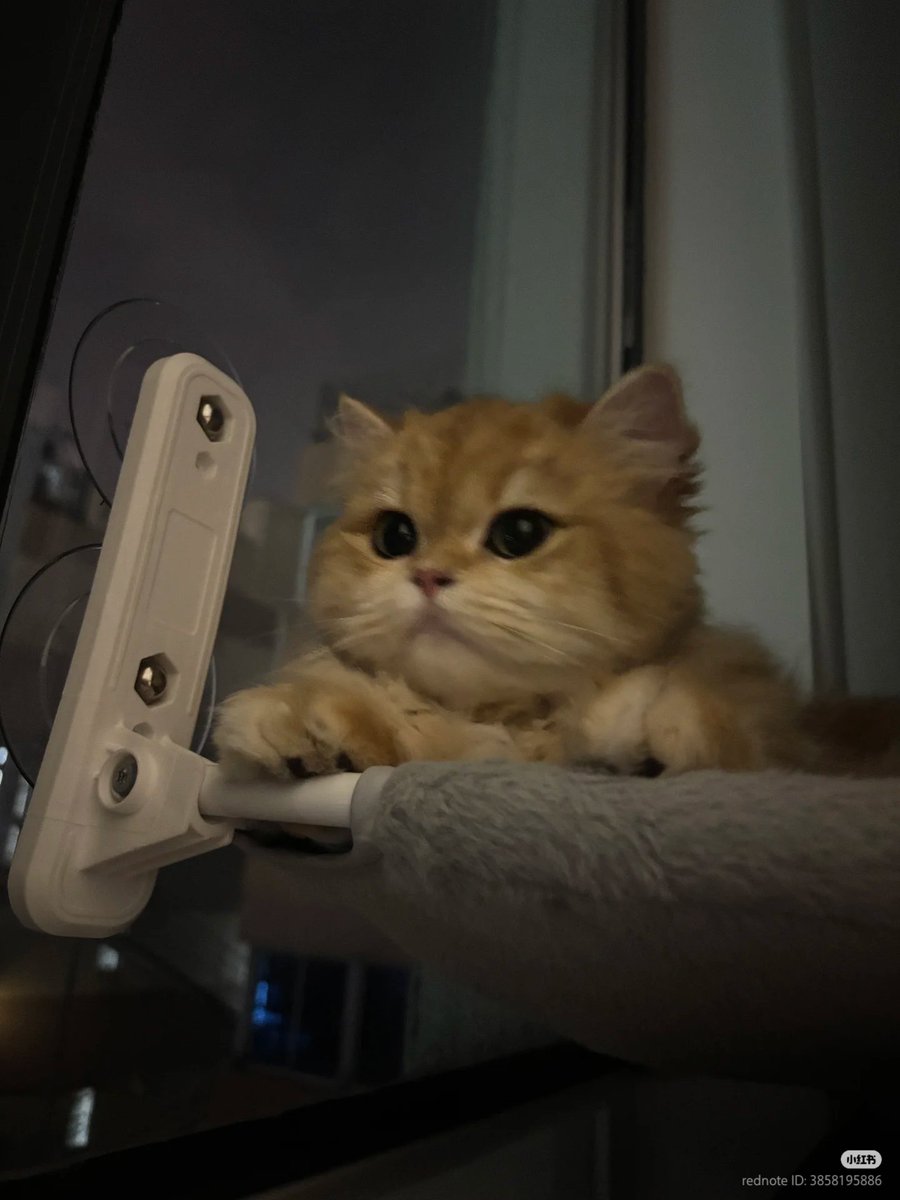 No Context Cats tweet media