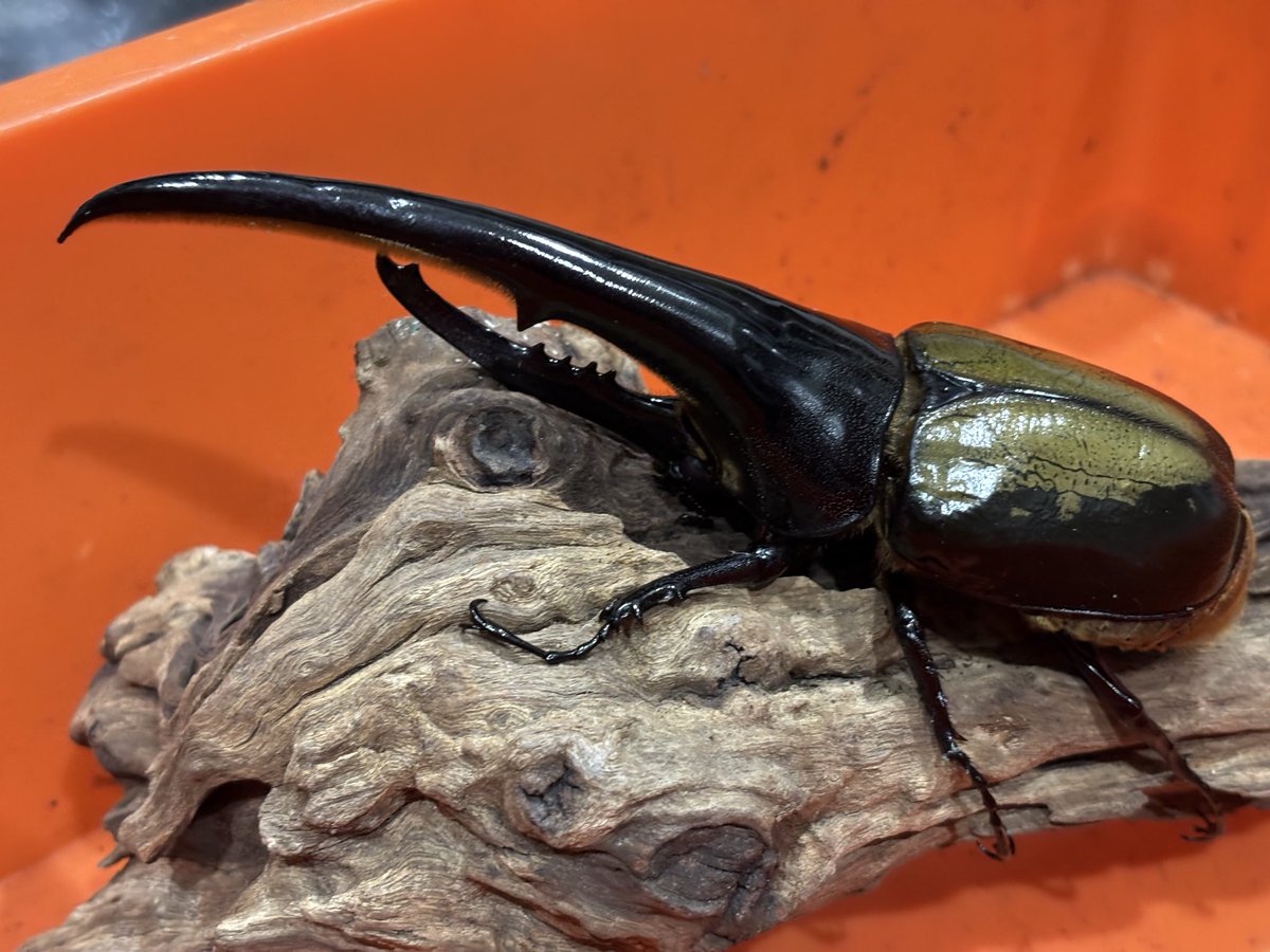 Lucanus_7 tweet media