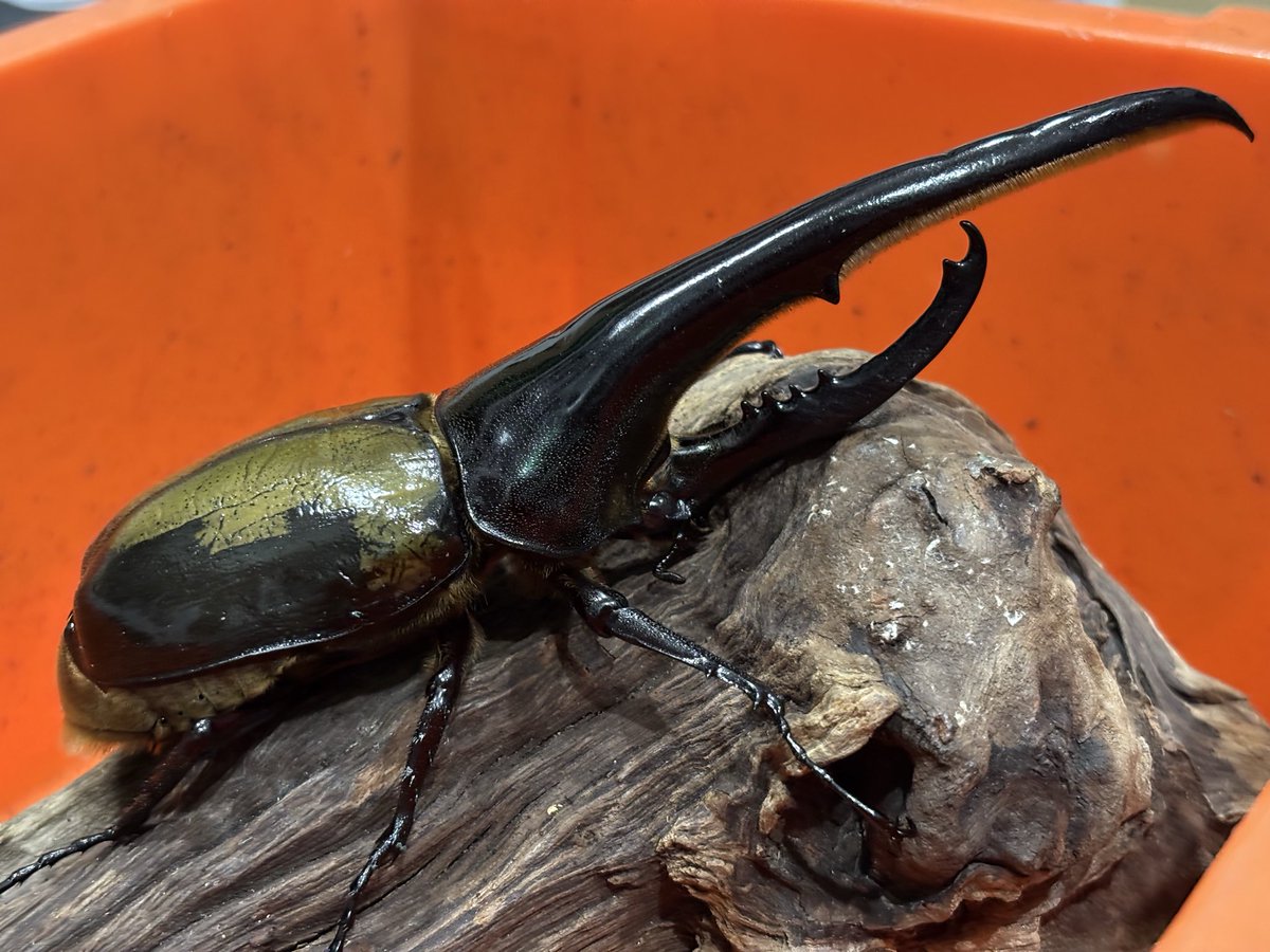 Lucanus_7 tweet media