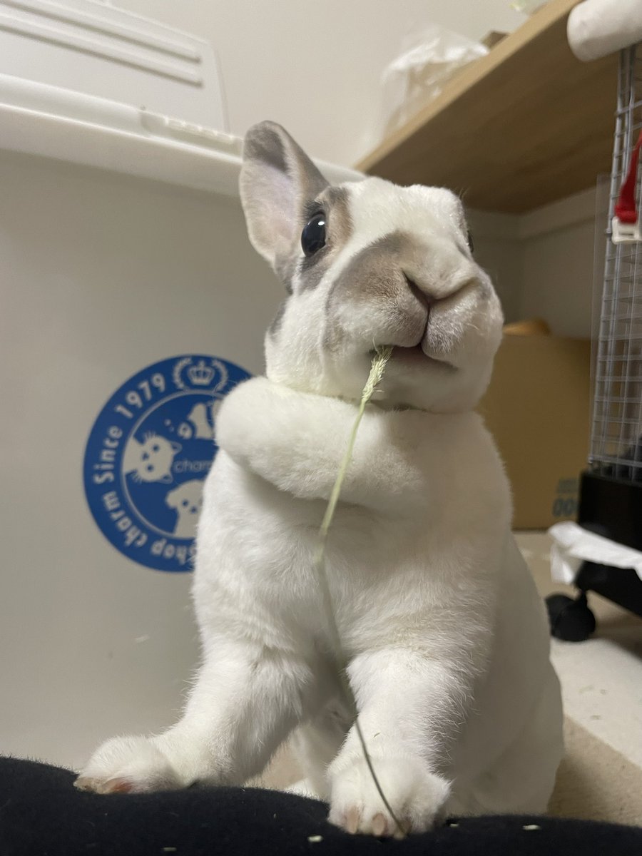 itopuchi's tweet photo. かわいいね😍
🐰あたりまえでしょー https://t.co/1Y8eKvZ5p8