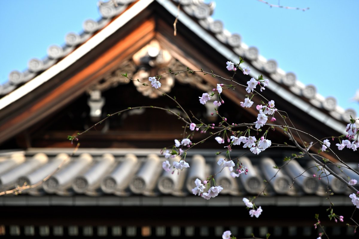 Kohi5180's tweet photo. 向島の桜🌸
インスタでポートレートは→ kohi80_photo
#興福寺 #向島の桜 #桜 #向島 #墨田区 #写真撮ってる人と繋がりたい #すみだのよさを広めたい
#landscape #sakura #cherryblossom #riverside #sumida #japan #daytimeview #tokyocameraclub #tokyotokyo https://t.co/3BD3Ah5YOd