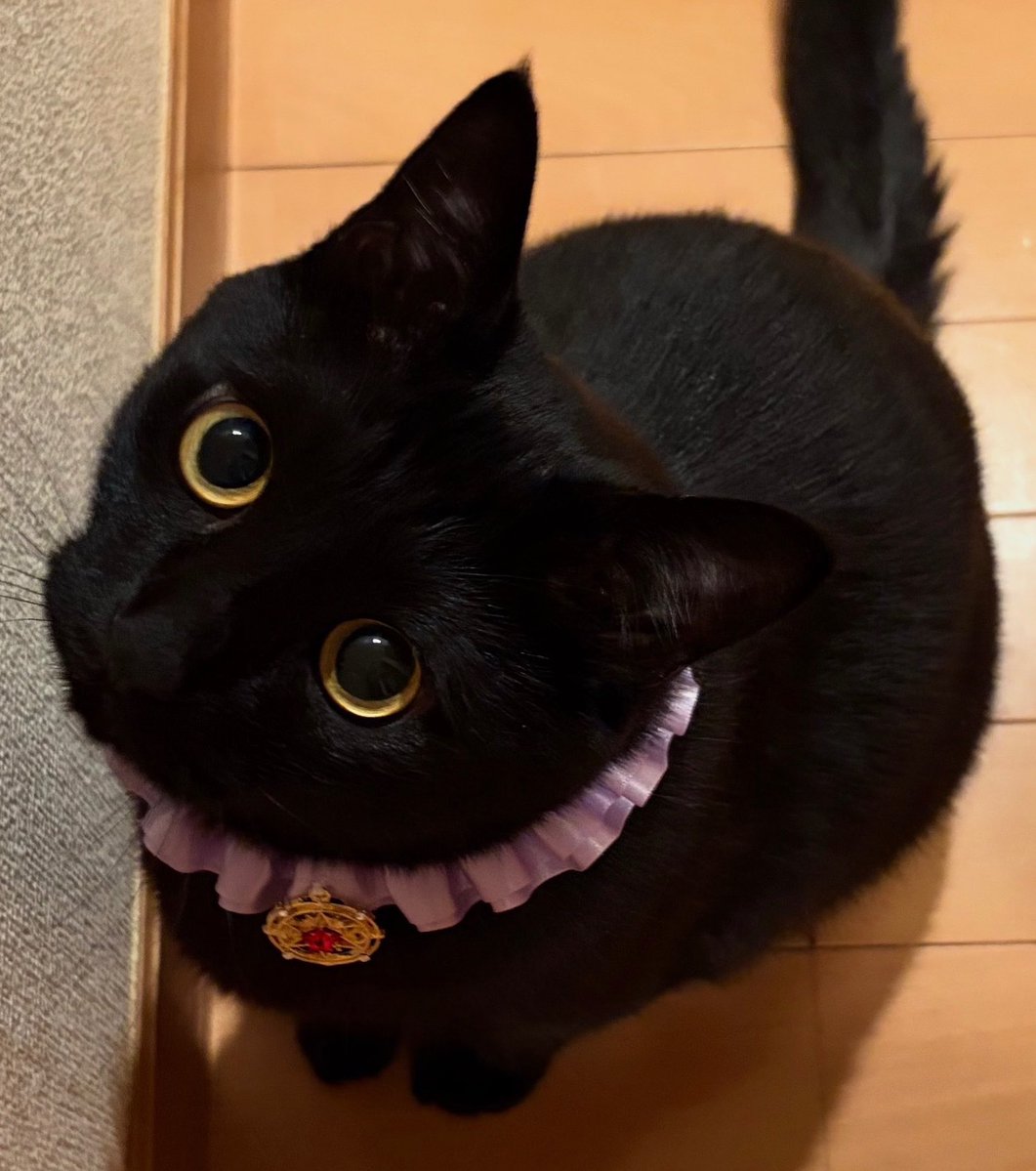 The Cat Aura 𓃠 tweet media