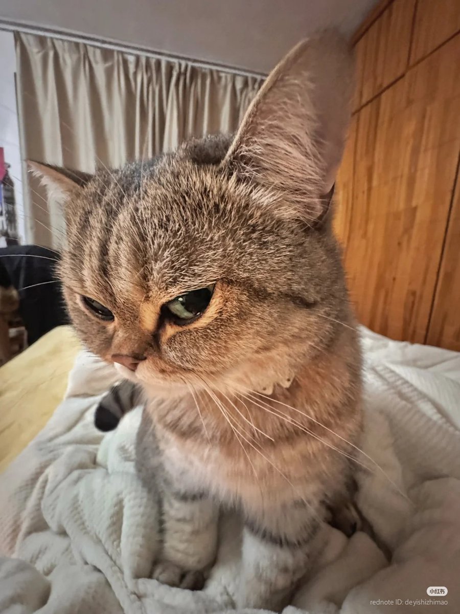 nocontextscats's tweet photo. 🤨 https://t.co/1ZmuvEeA1Q