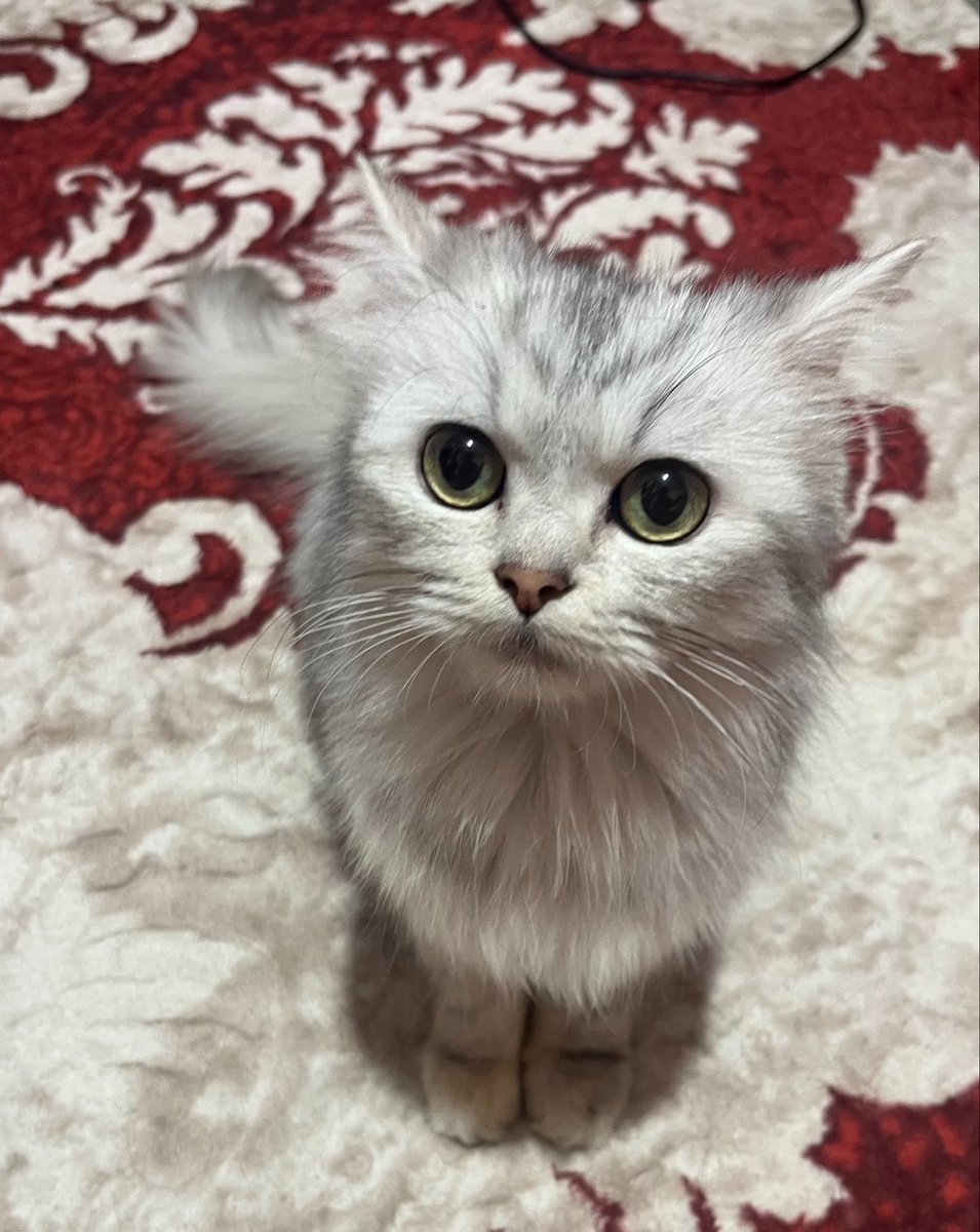 Ghada_Elsayd's tweet photo. الناس أهاليهم بيتضايقوا لما يجيبوا قطة من الشارع
بابا ذات نفسه وهو داخل علينا إمبارح بقطة جابهالنا من الشارع 💓💓💓💓 https://t.co/nz4bbzJH2Q