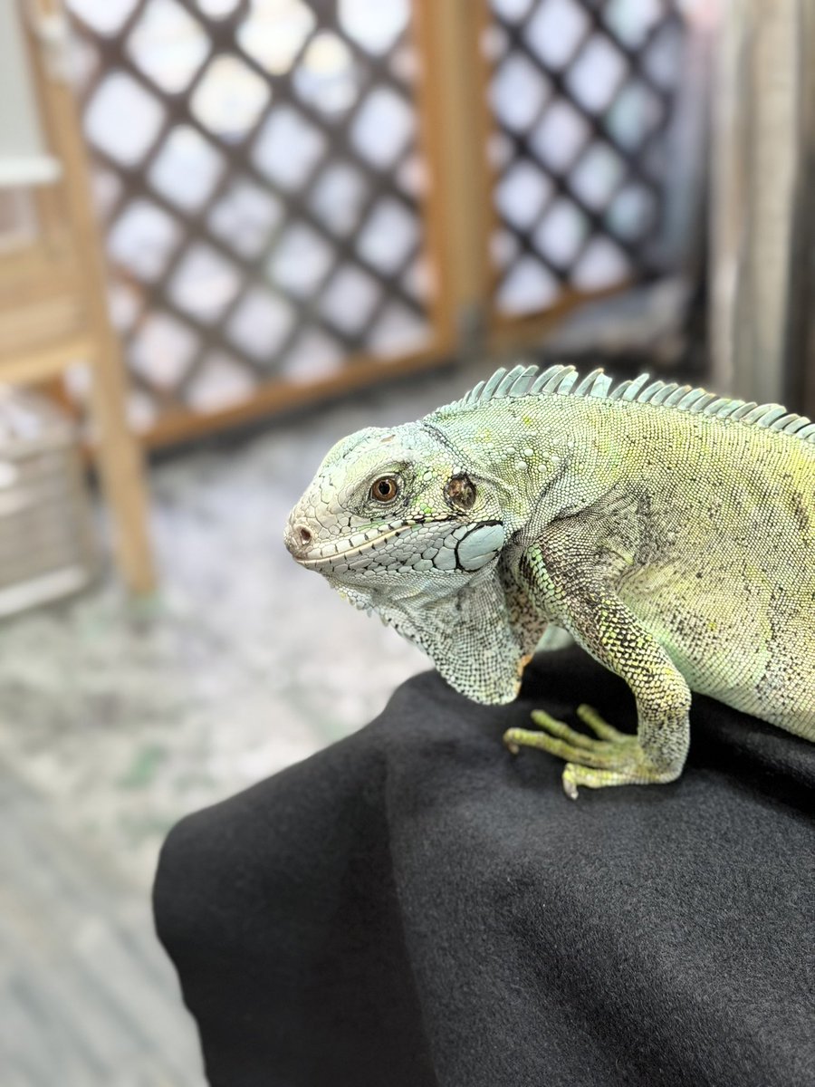 itojunjun1115's tweet photo. 那須の帰りに寄り道
お店を開く前に色々アドバイスを頂いた横浜のレプタイルズリゾート様
今回もありがたいお話をたくさん聞かせていただきました♪
感謝でございます☺️ https://t.co/Jme78lupbz
