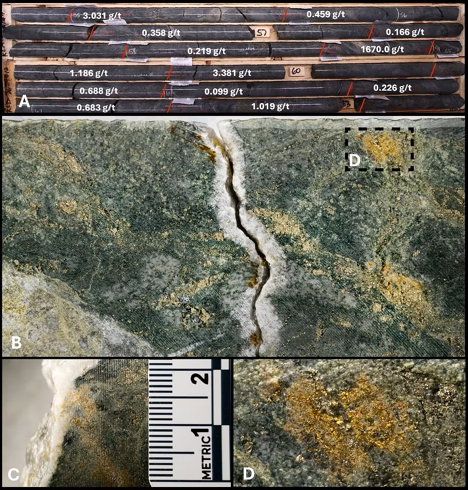 KLDC_gold's tweet photo. This image, featured in our May 4 news release, showcases drill core from hole KLM26-004 within the South Zone ⛏️

📈 Recent drilling indicates potential lateral continuity, with KLM26-004 (~40 m from KLM26-002) intersecting higher-grade intervals within a broader mineralized system.

📋 Key observations from the core (visual observations only):
A – 54.80 m to 63.37 m: Broad mineralization, including a higher-grade interval within agglomerate
B – 58.62 m to 59.00 m: Multiple occurrences of visible gold
C – Reverse side of core at 58.81 m with visible gold
D – Close-up at 58.86 m showing visible gold

💡 These observations are consistent with previously reported assay results and support the interpretation of structurally controlled mineralization within the South Zone. Assays are required to determine grade and continuity.

For full details, including assay data and context, refer to the complete news release:
👉 https://t.co/A9s65NEaMm

$KLDC.v $KLKLF @DtGoldmesse #GoldMining #Mining